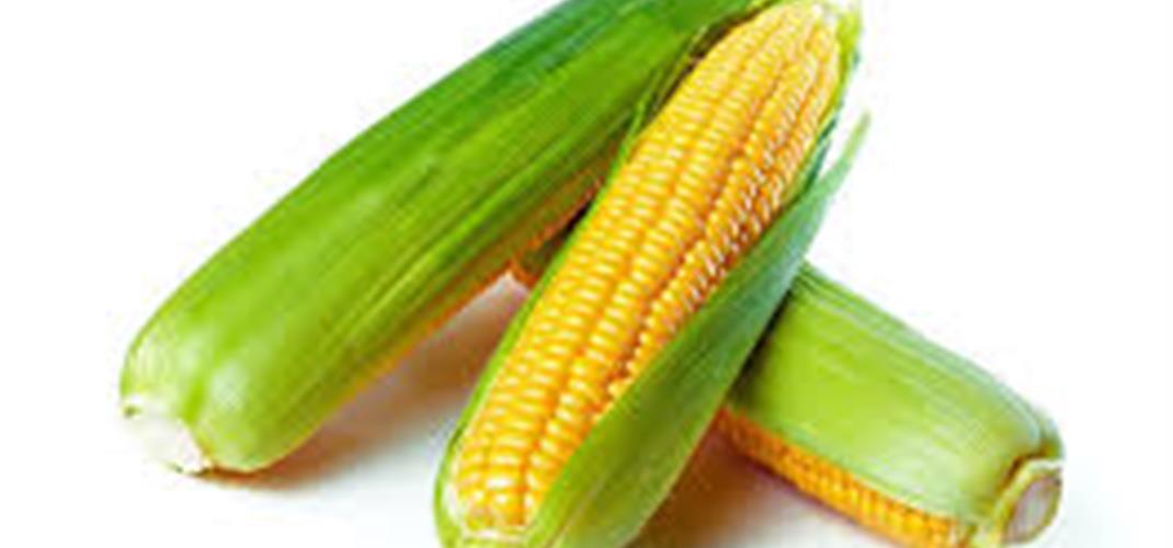 Laboratuvar Müdürlüğümüz Moleküler Biyoloji Analiz Biriminde DP915635 Mısır, MON 87419 Mısır ve DP23211 Mısır GD tipleri için "GDO Tip Belirleme ve/veya Miktar Analizleri"nde numune kabulüne başlanmıştır.