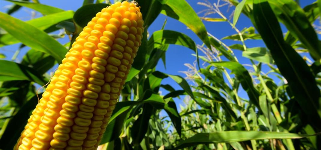 GDO Analizlerinde Kapsam Genişletme