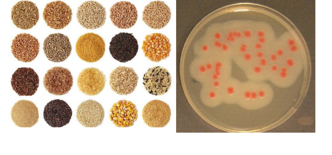 YEM VE YEM HAMMADDELERİNDE BACİLLUS CEREUS SAYIMI ANALİZLERİNE BAŞLANMIŞTIR.