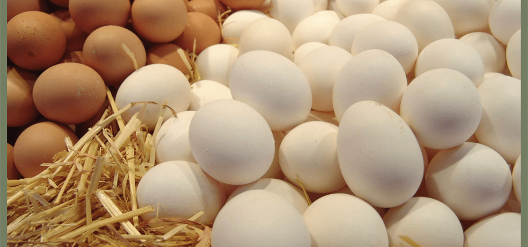 YUMURTADA HAVA BOŞLUĞU ANALİZİNDE NUMUNE KABULÜNE BAŞLANMIŞTIR